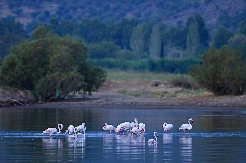 Flamingo (Phoenicopterus roseus)