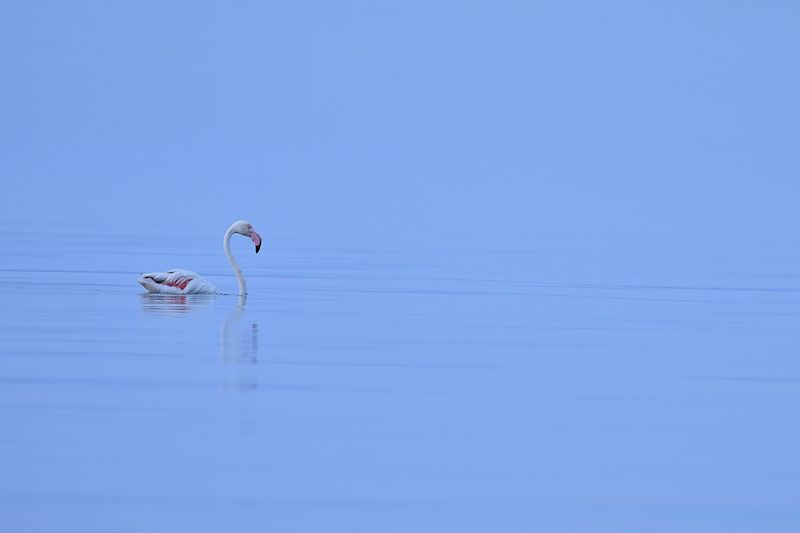 Flamingo (Phoenicopterus roseus)