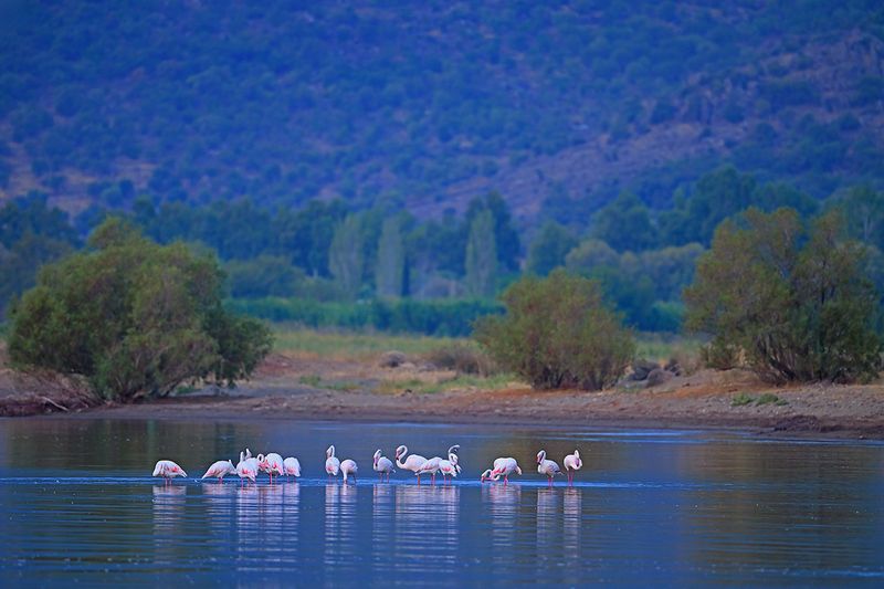 Flamingo