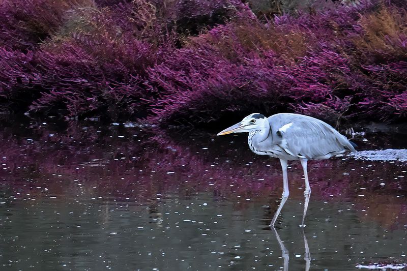 Grey Heron (Ardea cinerea)