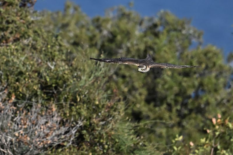 Eurasian Sparrowhawk (Accipiter nisus)