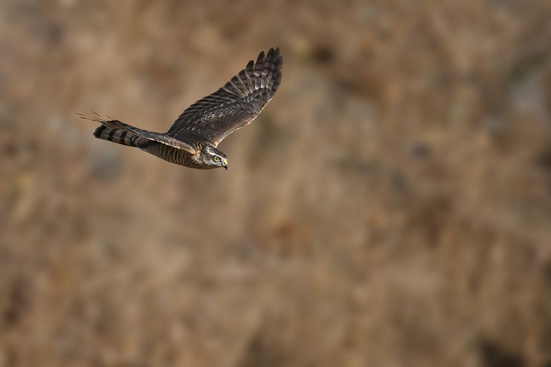 Eurasian Sparrowhawk (Accipiter nisus)