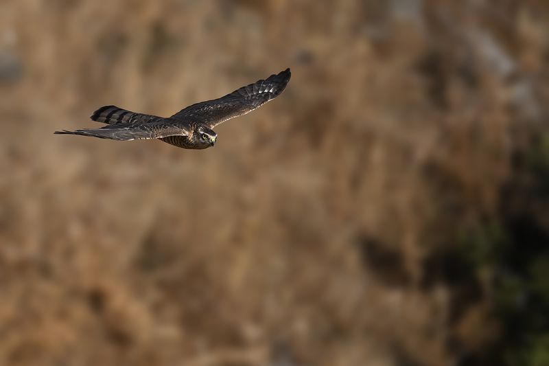 Eurasian Sparrowhawk (Accipiter nisus)
