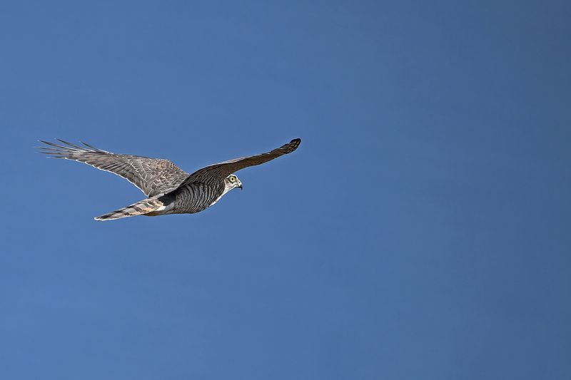 Eurasian Sparrowhawk (Accipiter nisus)