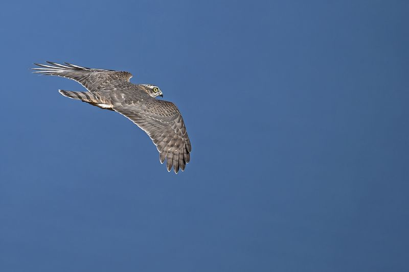 Eurasian Sparrowhawk (Accipiter nisus)