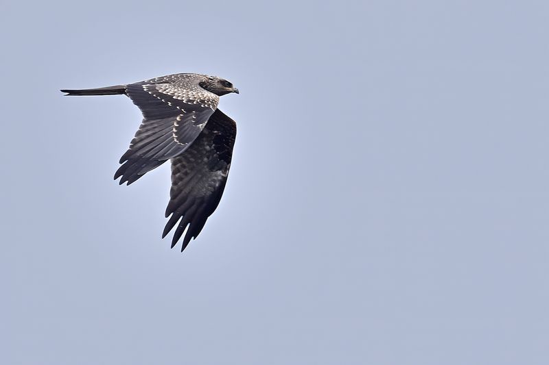 Black Kite (Milvus migrans)