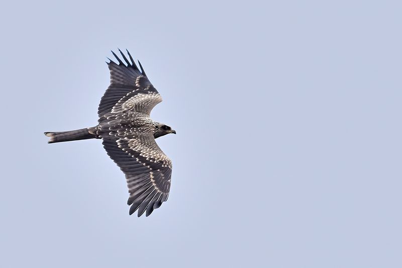 Black Kite (Milvus migrans)