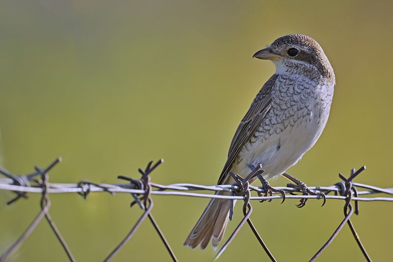 Red-backed Shrike (Lanius collurio)