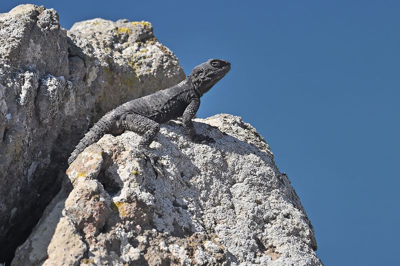 Starred Agama -Laudakia stellio