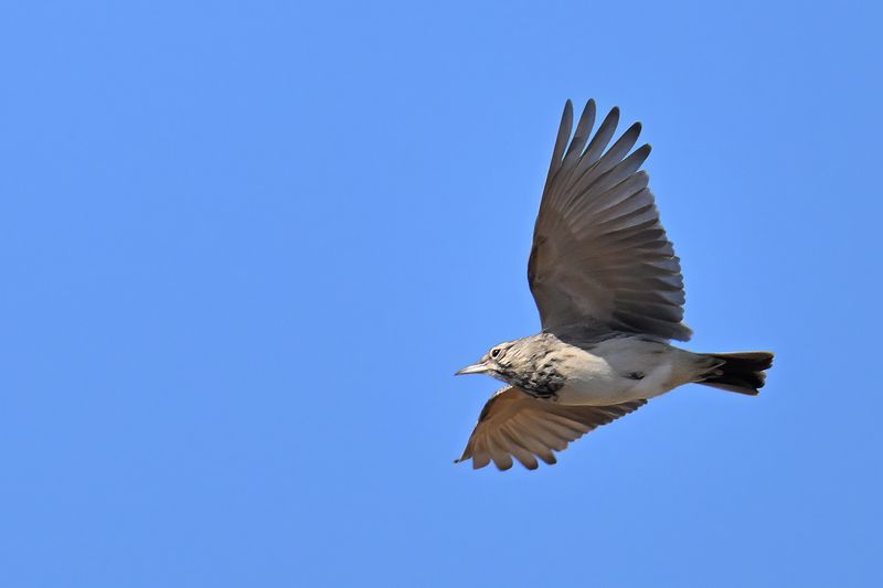 Crested Lark (Galerida cristata)