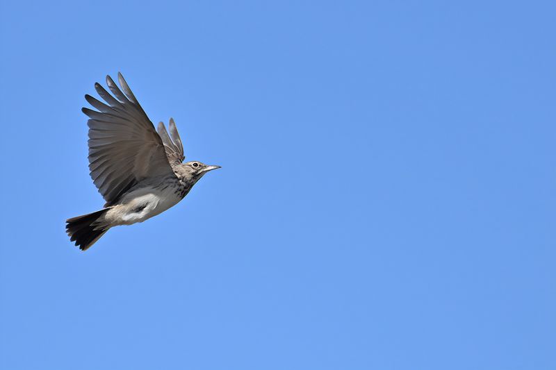 Crested Lark (Galerida cristata)