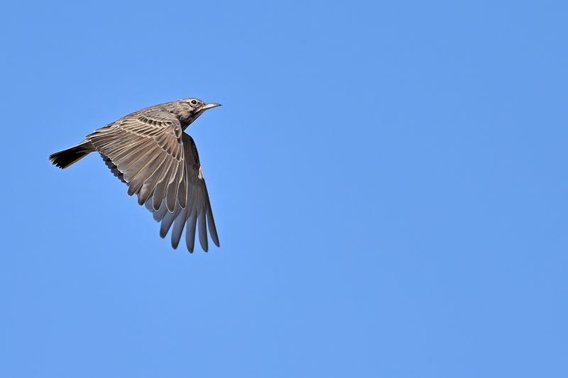 Crested Lark (Galerida cristata)