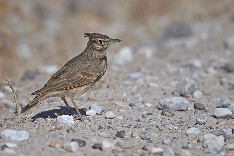 Crested Lark (Galerida cristata)