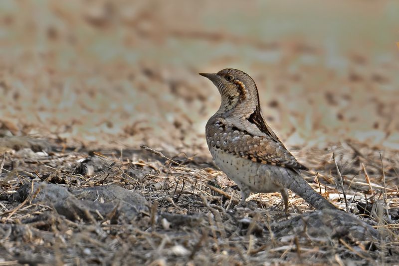Eurasian Wryneck (Jynx torquilla)