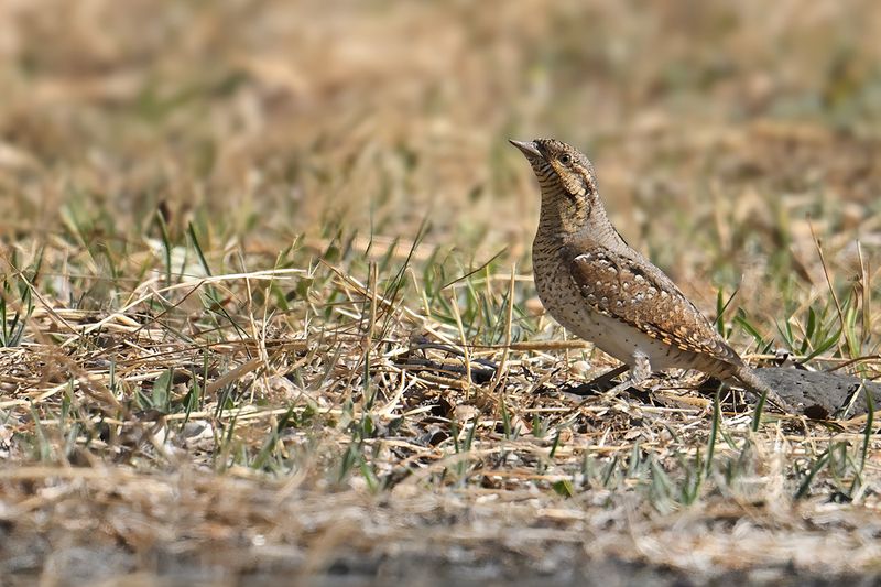 Eurasian Wryneck (Jynx torquilla)