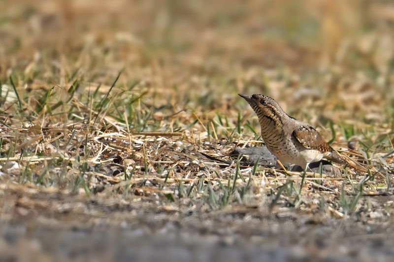 Eurasian Wryneck (Jynx torquilla)