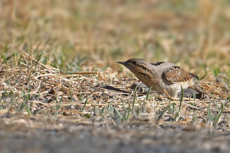Eurasian Wryneck (Jynx torquilla)