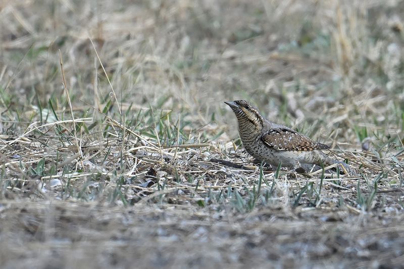 Eurasian Wryneck (Jynx torquilla)