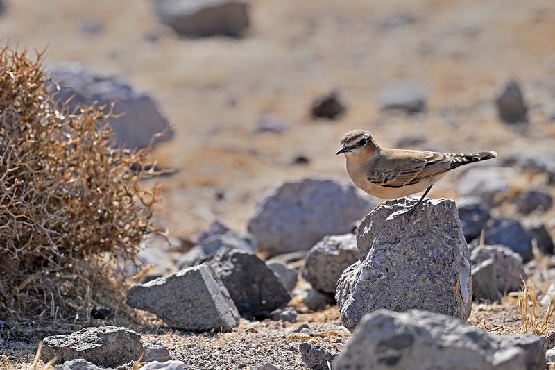 Northern Wheatear (Oenanthe oenanthe)
