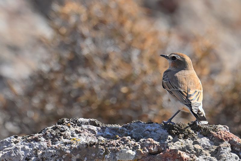 Northern Wheatear (Oenanthe oenanthe)