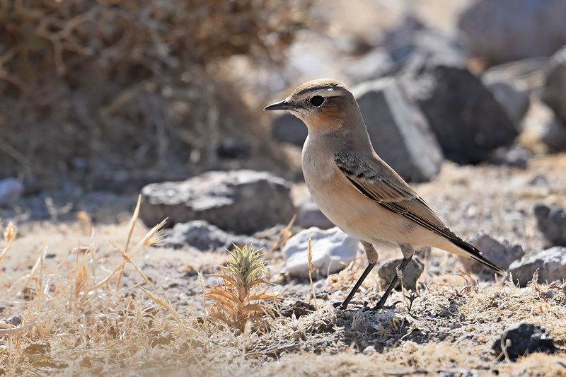 Northern Wheatear (Oenanthe oenanthe)