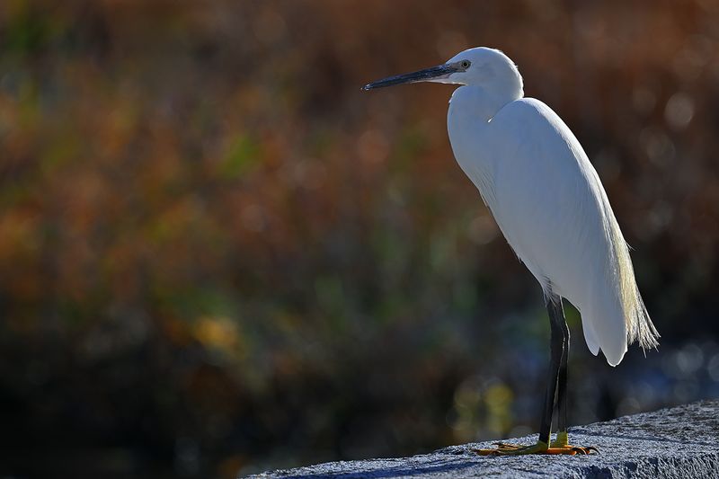 Little Egret (Egreta garzetta)
