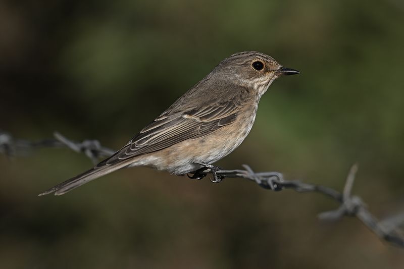 Spotted Flycatcher (Muscicapa striata)