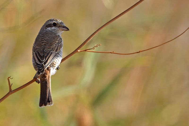 Red-backed Shrike (Lanius collurio)