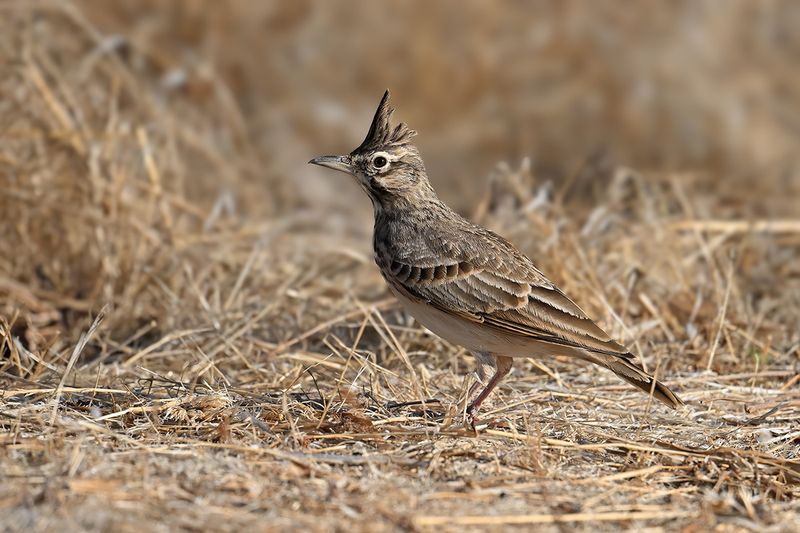 Crested Lark (Galerida cristata)