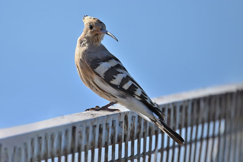 Hoopoe (Upupa epops)