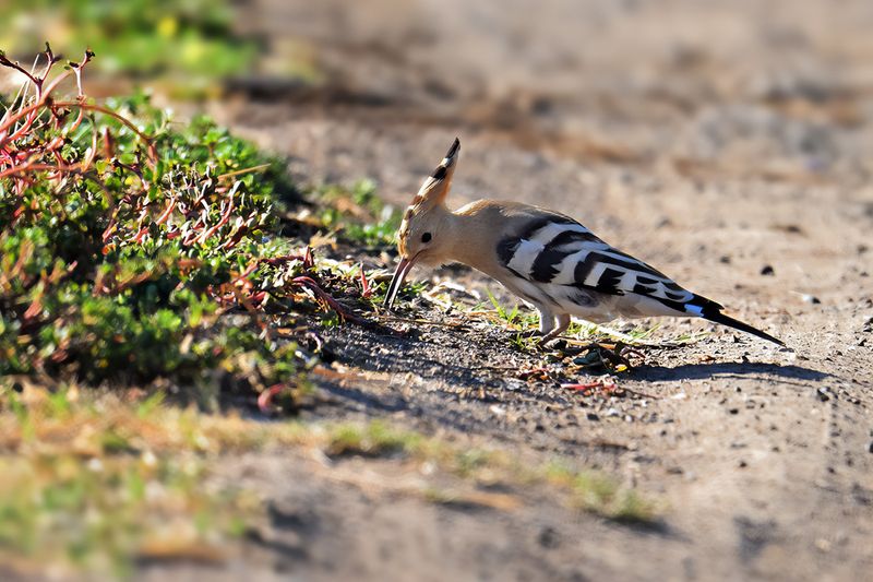 Hoopoe (Upupa epops)