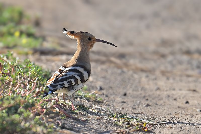 Hoopoe (Upupa epops)