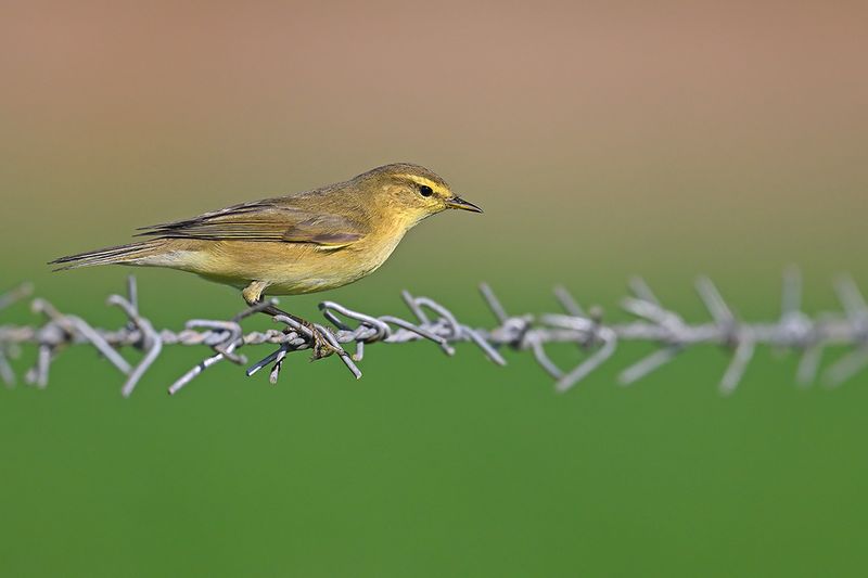 Willow Warbler ( Phylloscopus trochilus)