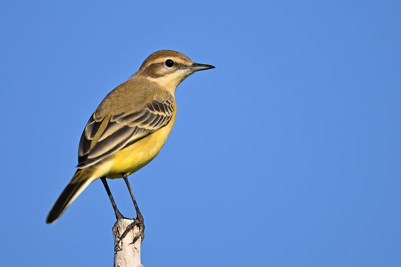 Yellow Wagtail (Motacilla - flava)