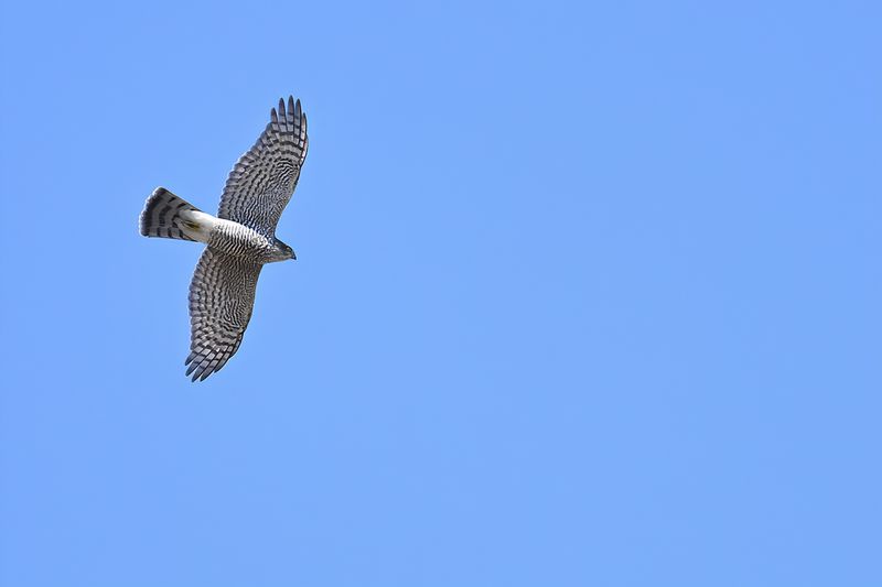 Eurasian Sparrowhawk (Accipiter nisus)