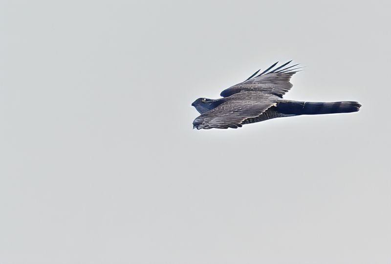 Eurasian Sparrowhawk (Accipiter nisus)