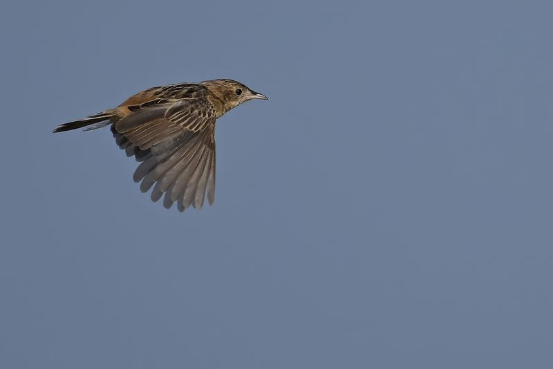 Zitting Cisticola - (Cisticola juncidis)