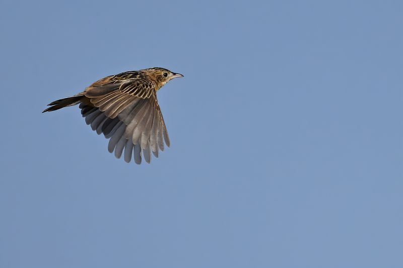 Zitting Cisticola - (Cisticola juncidis)