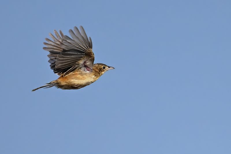 Zitting Cisticola - (Cisticola juncidis)