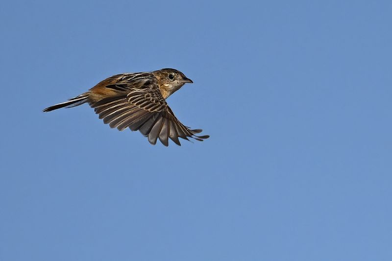 Zitting Cisticola - (Cisticola juncidis)