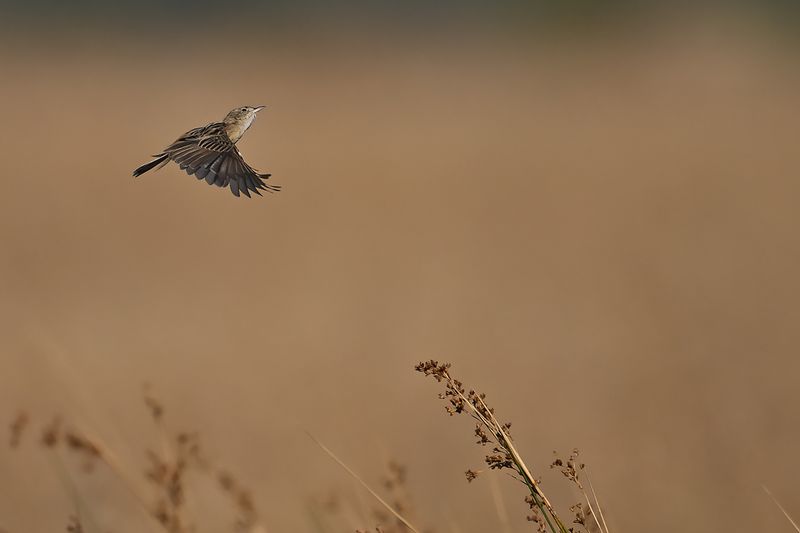 Zitting Cisticola - (Cisticola juncidis)