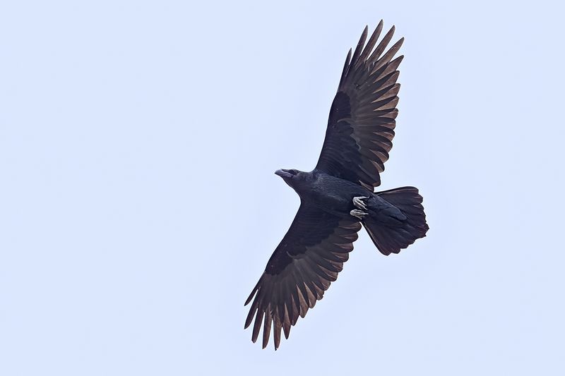 Northern Raven (Corvus corax)