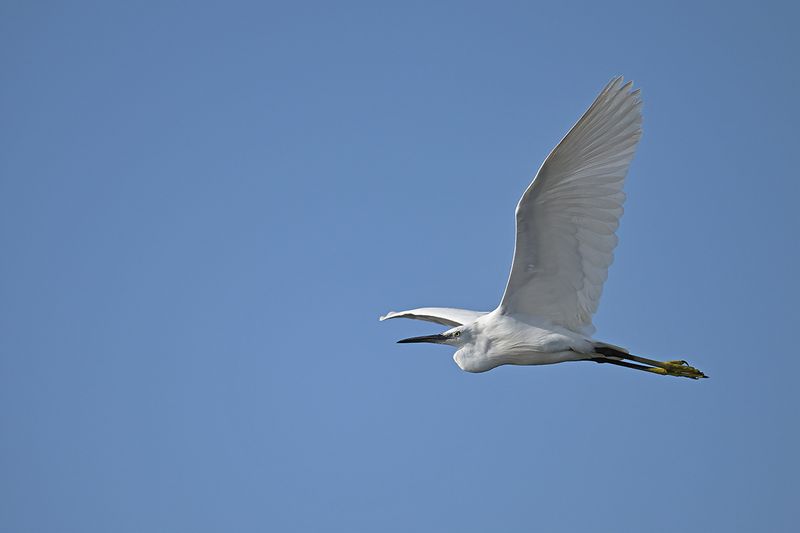 Little Egret (Egreta garzetta)
