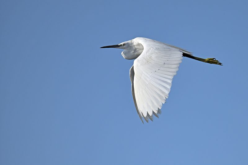 Little Egret (Egreta garzetta)