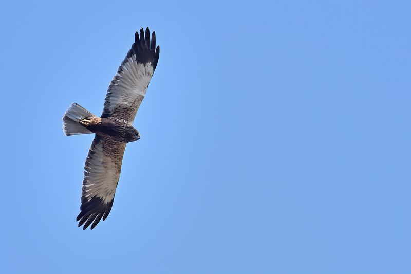 Western Marsh Harrier (Circus aeruginosus)