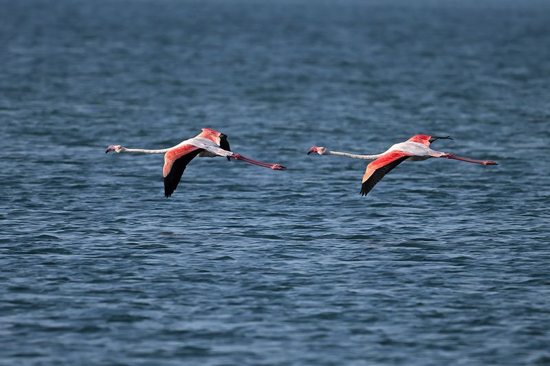 Flamingo (Phoenicopterus roseus)
