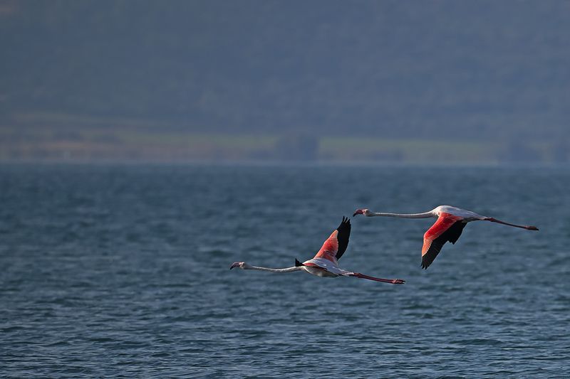 Flamingo (Phoenicopterus roseus)