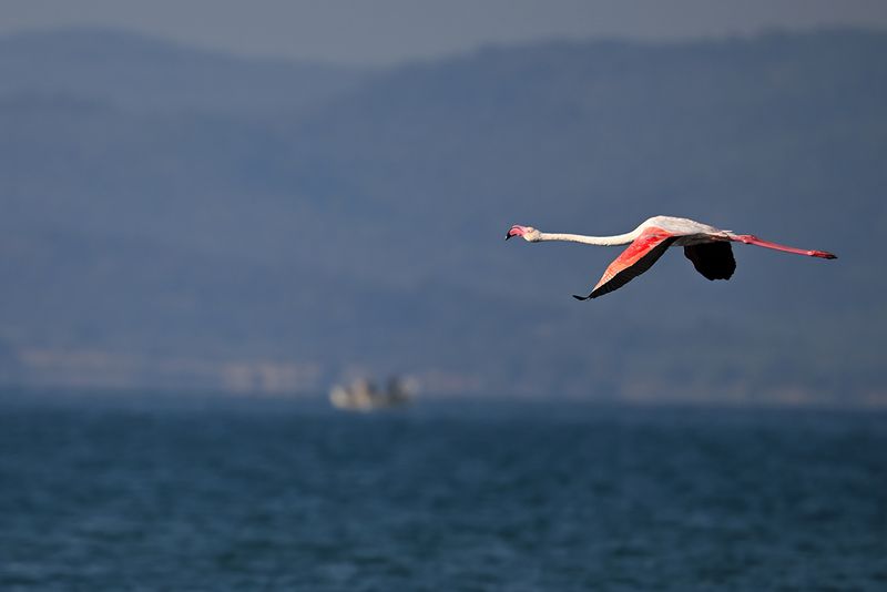 Flamingo (Phoenicopterus roseus)
