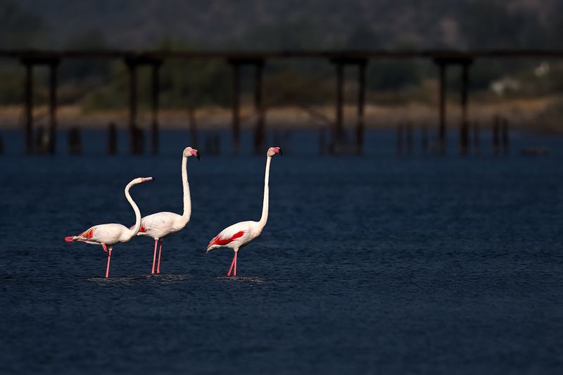 Flamingo (Phoenicopterus roseus)