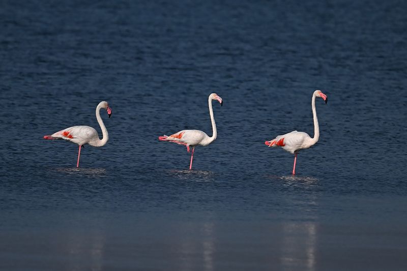 Flamingo (Phoenicopterus roseus)